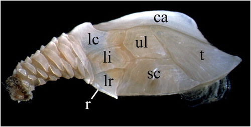 Figure 2. For species identification of Scalpellidae cirripeds the valves on capitulum (upper part of the stalked cirriped) and the stalk (peduncle) that attaches the specimen to the preferred host or substratum are important. The names of the valves on capitulum are indicated by letters superimposed on the capitulum of Weltnerium stroemii: rostrum (r), latus rostrale (lr), latus inframedium (li), latus carinale (lc), scutum (sc), upper latur (ul): carina (ca), tergum (t).