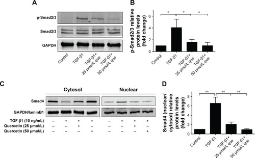 Figure 8 Quercetin attenuates TGF-β1-induced Smad2/3 phosphorylation and nuclear translocation of Smad4 in RPE cells.