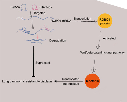 Figure 7 A diagram for the molecular mechanism. miR-32 and miR-548a negatively regulate ROBO1 in NSCLC cells and inhibit Wnt/β-catenin activation, thus promoting the sensitivity of NSCLC cells to DDP.