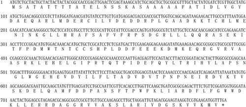 Figure 1. cDNA sequence of SbIDI gene from S. baumii and its predicted amino acid sequence.