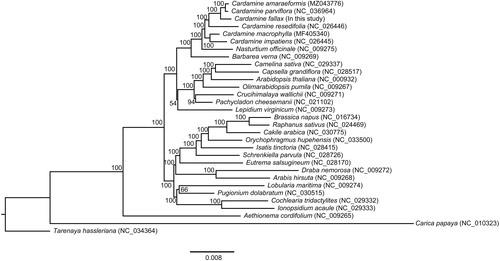 Figure 1. Phylogenetic tree showing the relationship between Cardamine fallax and 30 Brassicales species. The phylogenetic tree was constructed based on 66 protein-coding genes of chloroplast genomes using maximum likelihood (ML) with 1000 bootstrap replicates. Numbers in each node indicated the bootstrap support values.