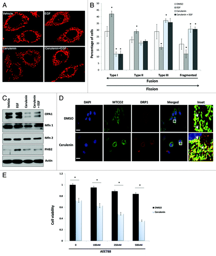 Figure 7. Inhibition of FASN leads to mitochondrial fission and increases the sensitivity of PC3 cells to the growth inhibitory effect of AEE788. (A) Representative confocal images of PC3 cells treated with 20 nM of EGF +/− cerulenin (5 μg/ml) for 24 h. Mitochondria were stained with MTCO2 (red) (B) Quantification of mitochondrial dynamics in PC3 shown in (A) Mitochondria are classified into type I, II, III, and fragmented in the order of more fused to more fissed forms as described in the Materials and Methods. Y-axis represents the percentage of cells in each group containing different types of mitochondria from experiments. Data are means +/− SD of triplicates. Asterisk indicates the statistical significance between treated group and DMSO group (P < 0.05) (C) Western blot analysis of OPA1, Mfn1, Mfn2, and PHB2 in PC3 cells treated with EGF+/−cerulenin. Actin was used as a loading control. (D) Cerulenin treatment caused DRP1 recruitment to the mitochondria. PC3 cells were treated with DMSO or Cerulenin (5 μg/ml) for 24 h and immuno stained for MTCO2 and DRP1. Inset shows the enlarged portion of the cell and yellow staining (white arrow heads) indicates DRP1 recruited to the mitochondria. Nuclei were stained with DAPI (bar = 30 μm) (E) MTS assay of PC3 cells treated with increasing dose of AEE788 with/without a constant dose of cerulenin (5 μg/ml) for 24 h. Asterisk marks indicate statistical significance between the indicated groups.