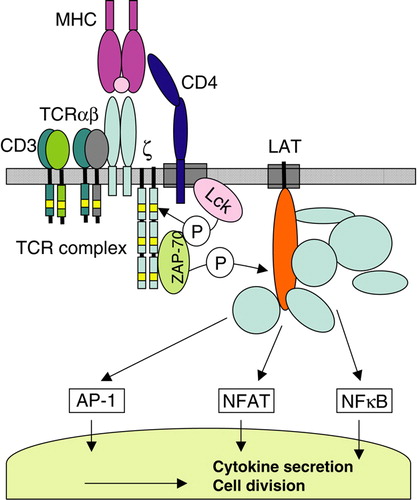 Figure 1.  Early events in T cell activation. T cell activation is initiated by recognition of MHC/peptide complexes and leads to signaling as described in the main text. Light boxes in the CD3 and ζ chains are Immunoreceptor Tyrosine-based Activation Motifs where phosphorylation by Lck occurs. Thicker boxes in the plasma membrane represent lipid rafts.