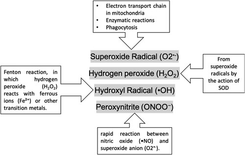 Figure 1. Different resources of reactive oxygen and nitrogen species.