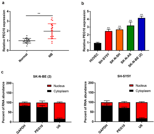 Figure 1. LncRNA PEG10 expression was up-regulated in NB tissues and cells. (a) PEG10 expression in NB and normal tissues was detected by RT-QPCR. (b) PEG10 expression was measured in HUVEC and NB cells [SK-N-SH, SH-SY5Y, SK-N-AS, SK-N-BE (2)] by RT-qPCR. (c) Subcellular fractionation for PEG10 in SK-N-BE (2) and SH-SY5Y cells. Compared with normal tissues or HUVEC cells:*P < 0.05; **P < 0.01.