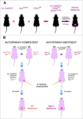 Figure 1. Breeding strategy for the generation of an inducible melanoma mouse model. (A) Schematic representation of the breeding. Tyr::CreERT2 mice were repeatedly crossed with Ptenfl/fl, then BRafCA/CA and optionally Atg7fl/fl mice until the floxed loci were homozygous (A). Topical tamoxifen administration on the dorsal skin locally induced melanoma in Tyr::CreERT2;Ptenfl/fl;BRafCA/+;Atg7+/+ and Tyr::CreERT2;Ptenfl/fl;BRafCA/+;Atg7fl/fl mice (B).