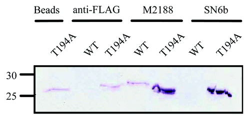 Figure 5. Immunoprecipitation of E. coli expressed T194A bPrPC, but not wild-type bPrPC by SN6b coupled beads. The T194A mutant of bPrPC is immunoprecipitated with antibody uncoupled beads. Wild-type bovine PrPC is not pulled down by anti-FLAG antibody (negative control) as compared with bPrP(T194A) which is immunoprecipitated with anti-FLAG antibody with a similar band intensity as that obtained with the uncoupled beads. Bovine PrPC or T194A of bPrPC is immunoprecipitated with antibody M2188 (positive control), in which T194A shows a protein band that has intensity higher when compared with the band for PrPC. Bovine PrPC is not immunoprecipitated with antibody SN6b as compared with T194A mutant of bPrPC that is immunoprecipitated, depicting a band of similar intensity as that of M2188 with T194A. Molecular size markers in kDa are indicated on the left hand side of the panel.