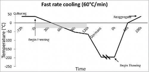 Figure 4. Fast Cooling Temperature Diagram: Temperature diagram showing the significant difference in time when cooling at a rate of 60°C/min. This fast rate of cooling, although untraditional, was found to arrest immunostimulatory agents better than slow freezing.