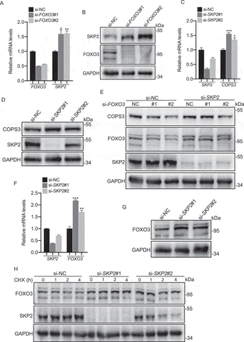 Figure 7. The FOXO3-SKP2 axis is involved in the transcriptional regulation of COPS3. (A) qRT-PCR analysis of SKP2 levels in 143B cells transfected with FOXO3 siRNAs. Data are presented as mean ± SEM of triplicates. *p < 0.05, **p < 0.01. (B) Immunoblotting analysis of SKP2 levels in 143B cells transfected with FOXO3 siRNAs. (C) qRT-PCR analysis of COPS3 levels in 143B cells transfected with SKP2 siRNAs. Data are presented as mean ± SEM of triplicates. *p < 0.05, *** p < 0.001. (D) Immunoblotting analysis of COPS3 levels in 143B cells transfected with SKP2 siRNAs. (E) Immunoblotting analysis of COPS3 levels in 143B cells transfected with FOXO3 siRNAs and SKP2 siRNA. (F) qRT-PCR analysis of FOXO3 levels in 143B cells transfected with SKP2 siRNAs. Data are presented as mean ± SEM of triplicates. **p < 0.01, *** p < 0.001. (G) Immunoblotting analysis of FOXO3 levels in 143B cells transfected with SKP2 siRNAs. (H) 143B cells infected with SKP2 siRNAs were subjected to a CHX (50 μg/ml) experiment.