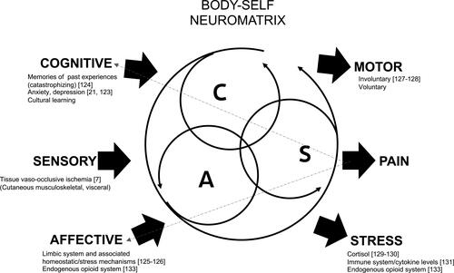 Figure 2 Three patterns of input, cognitive (C), sensory (S), and affective (A), interact to generate three potential outputs, pain perception, motor and stress. Cognitive-evaluative domain provides interpretation of the sensory experience. Memories of past experiences, underlying anxiety, depression and cultural/familial learning can influence this interpretation. Limbic system along with resultant endocrine and autonomic regulations contributes an emotion/affective to the experience. The output of pain perception can feed back into the cognitive and affective inputs. Adapted and modified with permission from Melzack R. Pain and the neuromatrix in the brain. J Dent Educ. 2001;65(12):1378–1382. © American Dental Education Association.Citation112