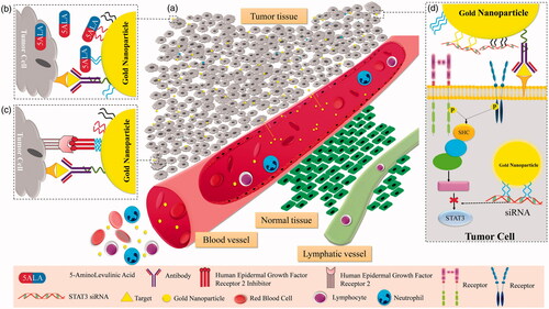 Figure 3. Different therapeutic approaches of gold nanoparticles for melanoma treatment. (a) Targeted delivery of several type of anticancer drugs or anticancer agents to tumour cells by gold nanoparticles. (b) Tumour directed drug delivery: increasing cell death by directed delivery of 5-aminolevulinic acid (5ALA)-conjugated gold nanoparticle. (c) Inhibition of melanoma tumour growth: melanoma tumour growth was inhibited by targeting epidermal growth factor receptor 2. (d) siRNA delivery for melanoma treatment: STAT3 siRNA using chitosan coated AuNP was delivered for increasing the killing rate of melanoma cells. siRNA can inhibit the overexpression of signal transducer and activator of transcription 3 (STAT3) protein, leading enhancement of apoptosis of melanoma cells.