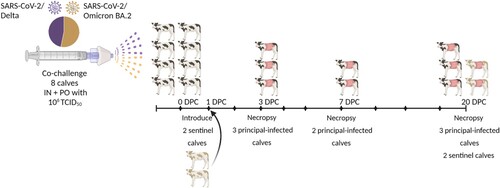 Figure 1. Experimental design. Eight male Holstein calves, approximately 4 months old, were administered a 50/50 mixture of SARS-CoV-2 Delta (B.1.617.2, clade GK) and Omicron BA.2 (lineage B.1.1.529; clade GRA) intranasally (IN) using a MAD Nasal™ atomization device (Teleflex, Morrisville, NC, USA), and orally (PO) by a micropipette, with a total dose of 1 × 106 TCID50 in 4 mL (2.5 × 105 TCID50/mL). Two sentinel calves were isolated in a separate pen, physically distant and up-current of directional airflow from the challenged animals. The sentinel calves were co-mingled with the eight principal-infected calves after sampling at 1 DPC, 24 h post-challenge. Whole blood (EDTA) was collected on −1, 3, 7, 10, 14, 18, and 20 days post-challenge (DPC). Serum was collected on −1, 3 (calves HT1, HT8, 678 only), 7, 10, 14, 18, and 20 DPC. Nasal, oral, and rectal swabs were collected on −1, 1 through 5, 7, 10, 14, 18, and 20 DPC. Calves were humanely euthanized and postmortem examinations were performed at 3 (n = 3 principal-infected), 7 (n = 2 principal-infected), and 20 DPC (n = 5; 3 principal-infected, and 2 sentinels).