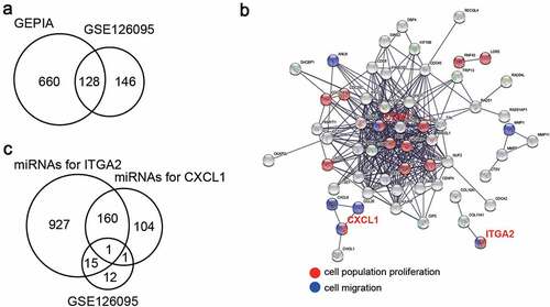 Figure 1. miR-145-5p might target CXCL1 and ITGA2 to regulate cell proliferation and cell migration. (a) 128 upregulated genes overlapped from two databases (GEPIA and GSE126095) with adj.P < 0.05 and logFC>2. (b) GO enrichment for upregulated genes was analyzed by STRING. (c) miR-145-5p was the only miRNA downregulated in colon cancer samples and targeting CXCL1 and ITGA2. TargetScan was used to predict the miRNAs targeting CXCL1 and ITGA2, and the downregulated miRNAs was selected from GSE126095 with adj.P < 0.05 and logFC<-1