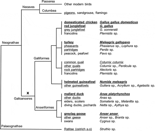 Figure 2. Phylogenetic tree of poultry and related groups. Only species and groups relevant for legislation on the eradication of TSEs are shown. Bold/underlined: narrow definition of poultry; dashed underlining: wide definition of poultry. For further explanation see text.