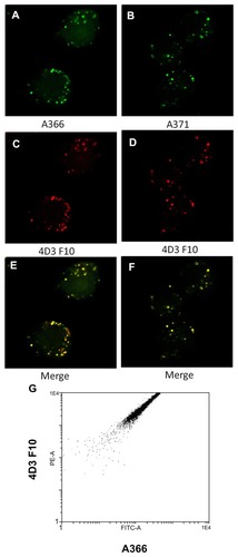 Figure 3 (A–F) Colocalization of fluorescein-labeled TrkB binding peptides (A366 and A371, green) and Alexa 633-labeled monoclonal anti-TrkB antibodies (red) to RAW264 cells. (G) Two-dimensional FACS plot made with similarly stained RAW264 cells.Abbreviations: FITC-A, fluorescein isothiocyanate-labeled A366 peptide; PE-A, phycoerythrin-conjugated AD3F10 antibody; TrkB, tyrosine kinase B.