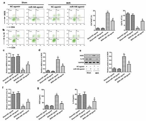 Figure 3. Overexpression of miR-148 alleviated immune disorder caused by MI/R. (a-b) CD4+iNOS+ and CD4+IL-10+ cells in peripheral blood were sorted by flow cytometry. (c) Relative expression of IL-10 was measured by qPCR. (d) Relative expression of iNOS was measured by qPCR. (e-f) Relative protein levels of iNOS and IL-10 were measured by Western Blot. (g) The level of iNOS was measured by ELISA. (h) The level of IL-10 was measured by ELISA. The data is shown as means ± SD, **P < 0.01 vs. Sham + agomir-NC group, #P < 0.05 vs. MI/R + agomir-NC group, and ns means no significant difference