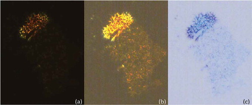 Figure 11. (Colour online) Photomicrographs of Mix-13 (x100) showing (a) the original photomicrograph of dark texture of the mixture at approximately 200°C; (b) over exposed photomicrograph for the same texture at the same temperature and (c) colour inverted photomicrograph showing more detail of the texture.