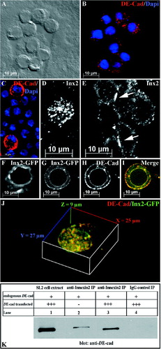 Figure 3 Addition of DE-cadherin to Drosophihla SL2 cells alters the localization of innexin2. (A) DIC image of SL2 cells. (B) The same picture as depicted in (A) showing DE-cadherin (red) staining of SL2 cells. DE-cadherin is evenly distributed in the cytoplasm. Dapi (blue) was used as nuclear marker. (C) Different DE-cadherin levels of SL2 cells. Only a few cells express strongly DE-cadherin (red), whereas most of the SL2 cells show low DE-cadherin levels. (D, E) innexin2 localization before and after transfection of DE-cadherin. (D) Endogenous innexin2 in SL2 cells resides in the cytoplasm. (E) Addition of DE-cadherin results in an increased localization of innexin2 at the plasma membrane. Noteworthy, innexin2 is significantly enriched at cell-cell contact sites (arrows). (F–J) Distribution of innexin2-GFP and DE-cadherin in a single innexin2-GFP cell before and after the transfection of DE-cadherin. (F) Without addition of DE-cadherin innexin2-GFP is predominantly localized in the cytoplasm. (G–I) After transfection of DE-cadherin innexin2-GFP is predominantly and uniformly localized at the membrane. (G) Innexin2-GFP localization. (H) DE-cadherin distribution in the same cell as depicted in G. (I) Overlay of innexin2-GFP (G) and DE-cadherin (H). (J). 3-D view of the cell depicted in G–I rendered from different confocal sections. Note the high degree of DE-cadherin and innexin2-GFP colocalization. (K) Direct interaction of DE-cadherin and innexin2 in Drosophila SL2 cells. Innexin2-Myc cells either transfected (Lanes 1, 3, and 4) or not transfected with DE-cadherin (lane 2) were used for immunoprecipitation with an anti-innexin2 antibody (Lanes 1, 2, and 3). A control immunoprecipitation was performed using an IgG antibody (Lane 4). To accommodate the fact that innexin2-Myc cell extracts used for immunoprecipitation had either just some endogenous DE-cadherin or additionally transfected DE-Cadherin, endogenous DE-Cadherin and transfected DE-Cadherin are each identified by “+” and “+++”, respectively.