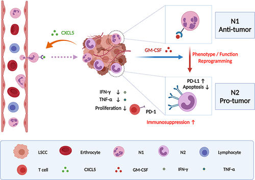 Figure 8 Schematic representation of the proposed mechanism was created with from BioRender.com that tumor-derived GM-CSF may upregulate the expression of PD-L1 on tumor-infiltrating neutrophils recruited by CXCL5 release accumulation, which reprograms the phenotype and function of neutrophils and ultimately results in suppressing T cell proliferation and activation in the inflammatory microenvironment of LSCC and fostering tumor progression.
