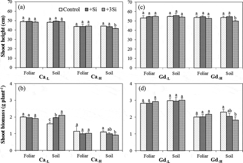 Figure 5. The (a, c) shoot height and (b, d) shoot biomass of rice (Oryza sativa L.) seedlings grown in Chiwulan (Ca) and Guandu (Gd) soils with different silicon (Si) treatments. (F: foliar application; S: soil application; the addition of 0-, 1- and 3-fold recommendation rates of Si in soil application and 0, 0.1 and 0.3% Si in foliar application are expressed as control, +Si and +3Si, respectively).