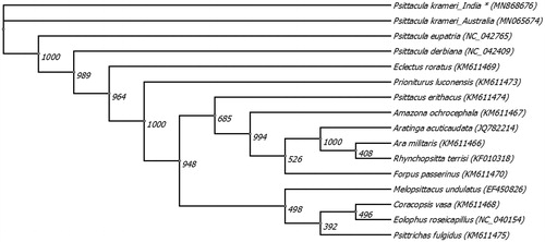 Figure 1. Phylogeny of 15 parrot species, based on the sequenced region of P. krameri using maximum likelihood method. Asterisk (*) marked sequence is generated in this study. Bootstrap values are given at nodes. Scale range is 0.016.