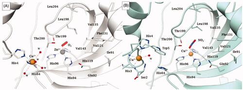 Figure 4. Representation of the binding of A) O2− to a Zn2+/Cu2+ hCA II (pdb 5EOICitation33) and B) nitrite to Cu2+ substituted Cu2-hCA II (pdb 6PDVCitation43) Distances of the closest atom of the anion to the metal ion are: Zn-O (in the O2 adduct) of 1.88 Å; Cu-O (nitrite adduct) of 2.14 Å.