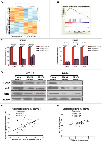 Figure 4. Hippo pathway is regulated by TEAD4 in colon cancer. (a) Heatmap showing the differentially regulated mRNAs in the TEAD4 knockdown HCT116 cells from RNA-seq data analysis. (b) GSEA comparing TEAD4 normal expression group (red) against TEAD4 knockdown expression group (blue) of HCT116 cells. (c) HCT116 and SW480 cells were transfected by TEAD4 siRNA or control siRNA, followed by RT-PCR analysis using specific primers for TEAD4, YAP1 or CTGF. (d) HCT116 and SW480 cells were transfected by TEAD4 siRNA or control siRNA, followed by western blot analysis using specific antibodys for TEAD4, YAP1 or CTGF. (e) Correlation between the mRNA levels of TEAD4 and YAP1 as determined by RT-PCR of CRA tissues. (f) Correlation between the protein levels of TEAD4 and YAP1 as determined by Immunohistochemical staining of CRA tissues.