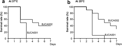 Figure 4. Virulence of C. auris strains BJCA001 and BJCA002 in a G. mellonella infection model. Yeast-form cells of C. auris were used. Approximately 1 × 106 C. auris cells of each strain were injected into each larva of G. mellonella. Ten larvae were injected for each strain. (a) Survival curves at 37°C. (b) Survival curves at 25°C