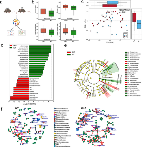 Figure 6. Depletion of Duox2 alters gut microbiome structure in mice.