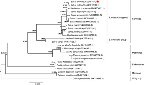 Figure 3. Phylogeny of Lamiaceae based on complete chloroplast genomes, accession numbers were listed behind each taxon. Statistical support values were shown on nodes. The complete chloroplast genomes used for constructing the phylogenetic tree contains S. miltiorrhiza (Hu et al. Citation2020) (JX312195.1), Callicarpa nudiflora (Wang et al. Citation2019) (MK783316.1), Mentha canadensis (Huaizhu et al. Citation2019) (MN047448.1), Mentha longifolia (Zubair Filimban et al. Citation2022)(ON124927.1), Mentha spicata (Wang et al. Citation2017) (MG256495.1), Ocimum basilicum (Rabah et al. Citation2017) (NC035143.1), Ocimum tenuiflorum (Kavya et al. Citation2021) (MN687904.1), Perilla citriodora (Mo et al. Citation2017) (KT22690.1), Perilla frutescens (Shen et al. Citation2016) (KT220691.1), Perilla setoyensis (NC030757.1; Unpublished), Salvia daiguii (Zhou et al. Citation2020) (NC059718.1), Salvia honania (Wang et al. Citation2022) (NC058852.1), Salvia mairei (NC053378.1; Unpublished), Salvia meiliensis (Su et al. Citation2022) (MN520018.1), Salvia nanchuanensis (Su et al. Citation2022) (MW435407.1), S. officinalis (Du et al. Citation2022) (NC038165.1), Salvia prattii (MK944407.1; Unpublished), Salvia przewalskii (Du et al. Citation2019) (MK344723.1), Salvia umbratica (MT156375.1; Unpublished), Salvia yangii (Cao et al. Citation2020) (MT537168.1), Salvia yunnanensis (Tao et al. Citation2019) (MK944405.1), Thymus japonicus (Kim et al. Citation2020) (MN867687.1), Thymus mongolicus (Huaizhu et al. Citation2020) (MN509584.1). The type of sequences used for building the phylogenetic tree are the complete chloroplast genomes downloaded from NCBI (https://www.ncbi.nlm.nih.gov/), and built with IQTree with the best predicted model TVM + F+R3 and 1000 bootstrap replicates. Bayesian posterior probabilities and bootstrap scores were present on the tree nodes. Bayesian posterior probabilitis were culculated by Mrbayes (v3.2.7). S. chienii is close to S. miltiorrhiza.