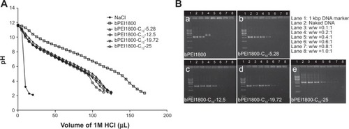 Figure 1 pH titration profiles and gel retardation assays of bPEI polymers.Notes: (A) pH titration profiles of bPEI1800 and bPEI1800-C12. (B) Gel retardation assays of bPEI1800 (a), bPEI1800-C12-5.28 (b), bPEI1800-C12-12.5 (c), bPEI1800-C12-19.72 (d), and bPEI1800-C12-25 (e) (1% agarose, TAE buffer). 5.28, 12.5, 19.72, and 25 represent the substitution degree of C12. Weight ratios (w/w) are expressed as the ratio of polymer to DNA.Abbreviations: bPEI, branched polyethylenimine; bPEI1800, bPEI with molecular weight 1,800 Da; bPEI1800-C12, bPEI1800 grafted with hydrophobic C12 chains; kbp, kilobase pair; TAE, Tris-acetate-ethylenediaminetetraacetic acid; w, weight.