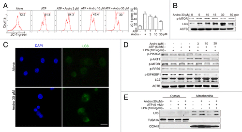 Figure 6. Andrographolide promotes mitophagy and inhibits NLRP3 inflammasome activation in macrophages. (A) THP-1 cells, pretreated with 500 nM PMA for 3 h, were cultured with 100 ng/ml LPS for 3 h (below referred to as LPS-primed THP-1 cells), then cells were treated with Andro (3, 10, or 30 μM) for 1 h, followed by 1 h incubation with 5 mM ATP. The mitochondrial membrane potential was determined by JC-1 staining. *P < 0.05, **P < 0.01 vs. ATP group. (B) LPS-primed THP-1 cells were treated with 30 μM Andro for the indicated times. Proteins were collected and the expression of p-MTOR and LC3 was detected by western blot. (C) BMDM cells were cultured with 100 ng/ml LPS for 3 h, and then cells were treated with 30 μM Andro for 1 h. LC3-II dot formation was detected by immunofluorescence. Scale bar: 10 μm. (D) LPS-primed THP-1 cells were treated with Andro (3, 10, or 30 μM) for 1 h, followed by 1 h incubation with 5 mM ATP. Then proteins were collected and analyzed by western blotting. (E) LPS-primed THP-1 cells were treated with 30 μM Andro for 1 h, followed by 1 h incubation with 5 mM ATP. Then mitochondria and cytosol were separated using a commercial kit and detected for LC3 expression. Data shown in (A) are mean ± SEM of 3 different experiments. Data shown in (B–E) are representative of 3 experiments. Andro, andrographolide.