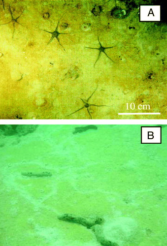 Figure 27.  (A) Photograph obtained at 20 m water depth in Young Sound (NE Greenland). The brown patches reflect occurrence of benthic diatoms (photograph by P.B. Christensen and M. Sejr). (B) Photograph taken at 2 m water depth at Heron Island (Australia). The sediment is covered by a layer of benthic dinoflagellates scarred by Holothurians grazing (photograph by N. Patten).