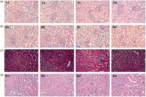 Figure 6. Representative histopathology images of the kidney from the rats exposed to different doses of tsothel (66.70, 33.35 and 16.68 mg/kg) after 90, 135 and 180 days of administration and 30 days of drug withdrawal (N = 160). (A) Representative histopathology of the kidney after 90 days of administration. (B) Representative histopathology of the kidney after 135 days of administration. (C) Representative histopathology of the kidney after 180 days of administration. (D) Representative histopathology of the kidney after 30 days of drug withdrawal. Tissues were fixed in 4% paraformaldehyde and stained with haematoxylin and eosin. H&E stain, ×200 magnification. a: Control group; b: 66.70 mg/kg group of tsothel; c: 33.35 mg/kg group of tsothel; d: 16.68 mg/kg group of tsothel.