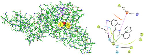 Figure 2. Left: 3D structure of the SARS-CoV-2 PLpro-GRL0617 complex (PDB entry 7CMDCitation62). The inhibitor GRL0617 that occupies the S4 - S3 pockets of the substrate binding cleft is shown in the CPK representation. Catalytic triad of PLpro: Cys111 - His272 - Asp286 coloured purple shows the location of the catalytic site. Right: 2D scheme of inhibitor - residue interactions. Binding of GRL0617 induces closure of the flexible blocking loop BL2 (Gly266 - Gly271) and narrows the substrate binding cleft. The residues Tyr268 and Gln269 in the BL2 loop shift towards the bound GRL0617.