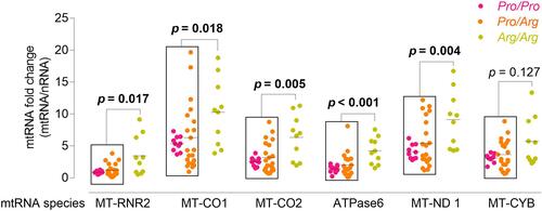 Figure 4 Association of the TP53 common polymorphism with mtRNA expressions in T2DM patients. Each solid circle represents one checked sample in RT-qPCR analysis. Lines across the scatter dot represent the median. The p values in bold type were significant differences between the Arg/Arg group and the merged group of Pro/Pro and Pro/Arg genotypes, by Mann–Whitney test.