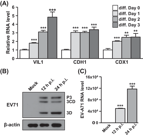 Figure 1. Infection of differentiated C2BBe1 cells by EV-A71. (A) C2BBe1 cells were cultivated in the differentiation medium for 1, 2, or 3 days. The mRNA expression of differentiation markers of enteric epithelial cells, Villin (VIL-1), E-cadherin (CDH1) and CDX2, were detected in differentiated C2BBe1 cells by RT-qPCR. (B) The differentiated C2BBe1 cells were infected with EV-A71 at MOI of 20 for 12h and 24 h. Lysates of the infected cells were collected and analysed by immunoblotting with anti-EV-A71 3D and anti-β-actin antibodies. (C) Total RNA of the differentiated C2BBe1 cells infected with EV-A71 were subjected to RT-qPCR for viral RNA detection. p.i., postinfection. *: p < 0.05; **: p < 0.01