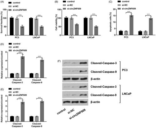 Figure 3. Silencing circular RNA circZNF609 (circZNF609) restrained cell viability and colony formation and caused apoptosis. (A) Silencing circZNF609 meaningfully restrained PC3 and LNCaPcell colony ability. (B) Silencing circZNF609 meaningfully restrained PC3 and LNCaPcell viability. (C) Silencing circZNF609 meaningfully enhanced PC3 and LNCaPcell apoptosis. (D–F) Silencing circZNF609 meaningfully heightened the expressions of Cleaved-Caspase-3 and Cleaved-Caspase-9. (***p < .001).