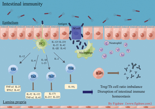 Figure 1. Intestinal anti infection immune system.