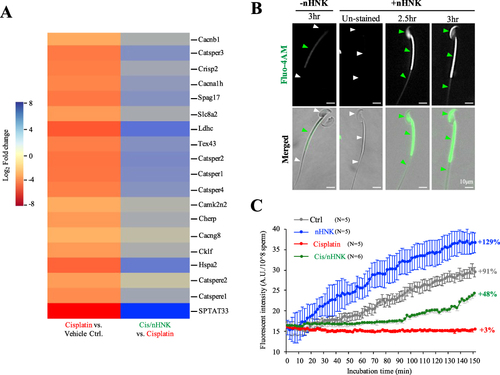 Figure 5 nHNK promoted sperm calcium influx. (A) Genes responsible for calcium regulation were affected. Gene such as Cherp was known to maintain calcium homeostasis and was downregulated upon cisplatin injury. Other genes such as Catspere, CatSper were known to regulate calcium influx in sperm tail and were responsible for sperm motility, were found to be downregulated upon cisplatin injury but were upregulated after nHNK treatment (B) To monitor the dynamic calcium influx in sperm cells, live-cell dye, Fluo-4 AM, was used. In contrast to the faint calcium signal observed at the sperm midpiece of non-nHNK incubated sperm, sperm cells co-incubated with nHNK showed strong signals at both sperm head, midpiece, and tail (marked with green arrowheads). (C) Dynamic calcium influx was quantitatively assessed. In contrast to the relatively flat pattern measured from sperm cells of cisplatin-injured mice (red line, 3% increase), significant time-dependent increases in calcium flux were measured in sperm cells retrieved from control, nHNK, and nHNK/Cis mice (91%, 129%, and 48% increase in control, nHNK alone, and Cis/nHNK group, respectively).