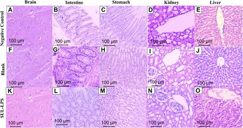Figure 10 Photomicrograph of representative tissues within normal histologic limits of the brain (A, F and K), intestinal mucosa (B, G, and L), gastric mucosa (C, H and M), kidney (D, I and N) and liver (E, J and O) in negative control, blank, and SUL-LPS, respectively, ×200, H&E.