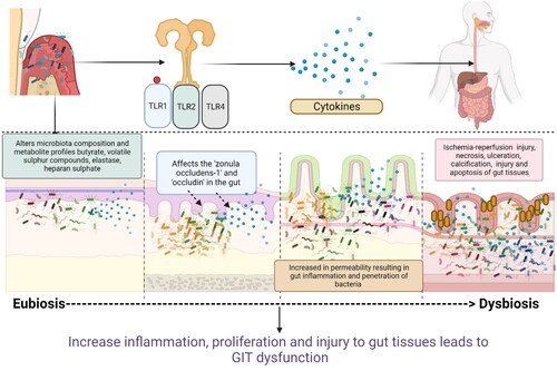 Figure 2. Schematic representation of how oral bacteria and their by-product injure the epithelium, increase gut permeability, and increase the risk of gut dysbiosis and inflammation: Oral bacteria interact with toll-like receptors (TLRs) in the gut and causes the release of proinflammatory cytokines (interleukins (IL1, IL8), prostaglandins (PGE2), tumor necrosis factors (TNF). Some of the oral bacteria also release volatile sulfur such as hydrogen sulfide, dimethyl sulfide, dimethyl disulfide, and methyl mercaptan which causes a reversible increase in epithelial permeability and loss of barrier function. Hydrogen sulfide has also been shown to increase crypt formation and ulceration by inducing DNA hypomethylation in the gut mucosa. These inflammatory mediators also affect the cell adhesion molecules such as zonula occludens and occludins and increase the permeability. This facilitates the easy invasion of the bacteria further into the gut tissues, increasing the risk of microbial dysbiosis in gut and gut inflammation (Created in Biorender).