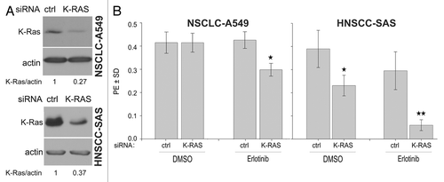 Figure 3. K-RAS knockdown sensitizes cells to erlotinib. (A) A549 and SAS cells were transfected with control (ctrl)-siRNA or K-RAS-siRNA. Two days after transfection, the efficiency of K-RAS-siRNA was analyzed by western blotting. (B) The cells were plated in 6-well plates for a clonogenic assay two days after transfection with the indicated siRNAs and then treated with erlotinib (1 µM) after 24 h. The histograms represent the mean PE ± SD of 12 parallel data in A549 cells and 18 data from two independent experiments in SAS cells (*P < 0.05).