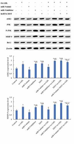 Figure 6. Comparison of the relative expression of the target protein of cells among groups. (Figure A was the Western blot strip. Figure B was the relative expression quantity of ASK1. Figure C was the relative expression quantity of JNK. Figure D was the relative expression quantity of MMP-9. Figure E was the relative expression quantity of Bcl-2. Compared with normal control, * P < 0.05. Compared with ox-LDL, # P < 0.05. Compared with ox-LDL + miR-9 mimic, & P < 0.05. Compared with ox + LDL + miR-9 inhibitor, @ P < 0.05. Compared with ox-LDL + lncRNA XIST, ^ P < 0.05).