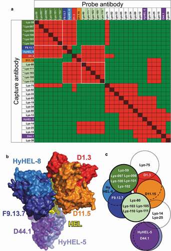 Figure 4. Epitope mapping of anti-HEL antibodies. (a) Competition patterns of anti-HEL clones tested. Red and red/black cross-hatched squares indicate no binding of the probe antibody. Green squares indicate binding of the probe antibody. Mouse antibodies of known epitope specificity are highlighted in shades of blue, orange, red and purple. Anti-HEL clones selected based on VH/VL pairing are shown with asterisks. White lines and dotted lines indicate cross-competition with other clones in parallel lineages and mouse anti-HEL antibodies. (b) Composite structure of HEL bound to reference mouse antibodies (PDB 1YQV, 1FDL, 1FBI, 1MLC, 1NDG and 1JHL). Variable regions of antibodies are color-coded as in panel a. (c) Graphical representation of epitope groups of antibodies in parallel lineages, mouse anti-HEL antibodies and additional selected rat anti-HEL antibodies. Antibodies and parallel lineages colored as in panels a and b