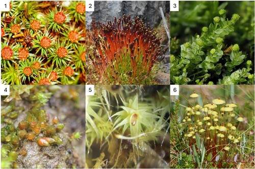 Figure 1. Bryo-zoophily in action? (1) Polytrichum juniperinum ‘splash cups’ – structure produced in a variety of moss taxa. Thought to aid in sperm dispersal through physical splashing, could these bright colours indicate signalling to arthropod partners? Photograph: Stewart Zeyl with permission (2) Tetraplodon mnioides, a northern hemisphere dung moss – produces volatiles similar to those found in blueberries prior to capsules opening and decaying meat after opening. Photograph: Ryan deRegnier (3) Tetraphis pellucida vegetative – vegetative propagules held clear of surrounding vegetative structures. Photograph: Michael Lueths with permission (4) Acaulon muticum – small orange cleistocarpus capsules mimicking small berries? Photograph: Johannes Merz with permission (5) A mite positioned headfirst in the pergonium of a Philonotis spp. Photograph: Ryan deRegnier (6) Splachnum luteum – brilliant yellow sporophytes produced by this moose-dung specialist moss in the northern hemisphere. Photograph: Thorsten Stegman with permission.