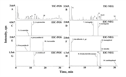 Figure 3 UHPLC-MS identification result of the 14 active compounds of TFRD. (A) Total ion chromatography on positive. (B) Total ion chromatography on positive-negative. (C) Identification of (+)-catechin and (-)-epicatechin. (D) Identification of astragalin and naringenin. (E) Identification of procyanidin D, procyanidin b2 and aureusidin. (F) Identification of davallioside A_dt, kaempferol and luteolin. (G) Identification of eriodictyol. (H) Identification of eriodyctiol (flavanone) and xanthogalenol.