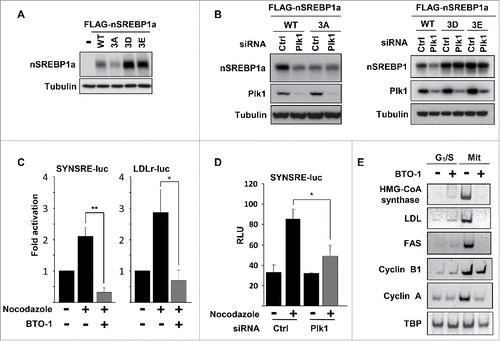 Figure 4. Plk1 regulates the stability and transcriptional activity of nuclear SREBP1. (A) HEK293 cells were transfected with nSREBP1a, either WT or the indicated mutants. The levels of nSREBP1a were determined by Western blotting, with α-tubulin serving as a loading control. (B) HEK293 cells were transfected with nSREBP1a, either WT or the 3A mutant (left panel) or the 3D and 3E mutants (right panel), in the presence of control or Plk1 siRNA. The levels of nSREBP1a, Plk1 and α-tubulin were monitored by Western blotting. (C) HepG2 cells were transfected with the indicated promoter reporter construct. Twenty-four hours after transfection, cells were treated with nocodazole for 16h and luciferase activity was measured. Where indicated, cells were treated with BTO-1 (50 μM) for the last 4h. The data represent the averages ± SD of three independent experiments. Statistical analyses were performed using a 2-tailed Student's t-test. For all tests, P-values lower than 0.05 were considered statistically significant. *P < 0 .05, **P < 0 .01 and ***P < 0 .001. (D) HepG2 cells were transfected with SYNSRE-luc and either control or Plk1 siRNA. Twenty-four hours after transfection, cells were treated with nocodazole and luciferase activity was measured. The data represent the averages ± SD of three independent experiments. Statistical analyses were performed using a 2-tailed Student's t-test. For all tests, P-values lower than 0.05 were considered statistically significant. *P < 0 .05, **P < 0 .01 and ***P < 0 .001. (E) HeLa cells were synchronized at the G1/S transition by a double-thymidine protocol. Cells were collected after the second thymidine block (G1/S) or 14 h after the release into nocodazole-containing media (Mit). Where indicated, cells were treated with BTO-1 (50 μM) for the last 4 h. Total RNA was used to determine the expression of the indicated genes by semi quantitative RT-PCR analysis.