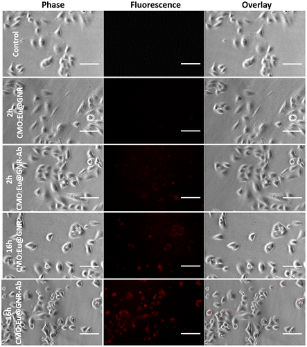 Figure 5. Phase, fluorescence, and overlay images of A549 cells without treatment and treated with CMO:Eu@GNR or CMO:Eu@GNR-Ab NPs for 2 h and 16 h. Scale bar: 100 μm.