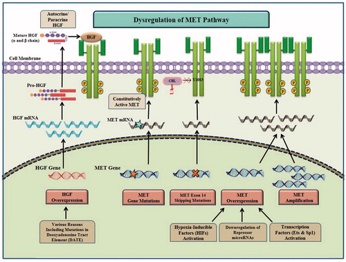 Figure 2. Aberrations in HGF/MET signaling pathway in cancer. Aberration of HGF/MET pathway may be caused by different molecular mechanisms including MET amplification, MET point mutations, exon 14 skipping mutations and excessive autocrine/paracrine HGF secretion. MET overexpression at the transcription level can be caused through transcription factors (e.g. Ets and Sp1) activation, hypoxia-inducible factor (HIF) activation and downregulation of repressor microRNAs. HGF overexpression can occur by transcriptional up-regulation due to mutations such as those in deoxyadenosine tract element (DATE) in the HGF gene promoter.
